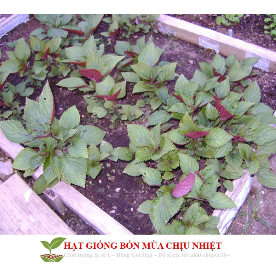 Gói 100 Hạt Giống Cây Rau Tía Tô Cao Sản luckyseed hạt siêu rẻ