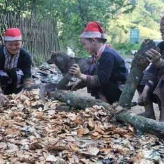 3kg lá tắm sau sinh dân tộc Dao đỏ ( Sapa)
