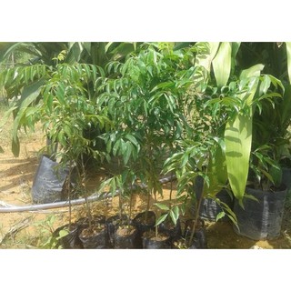Combo 2 cây mắc mật (FreeShip)