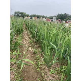 Củ Hoa Lay Ơn Chất Lượng Cao Đủ Màu