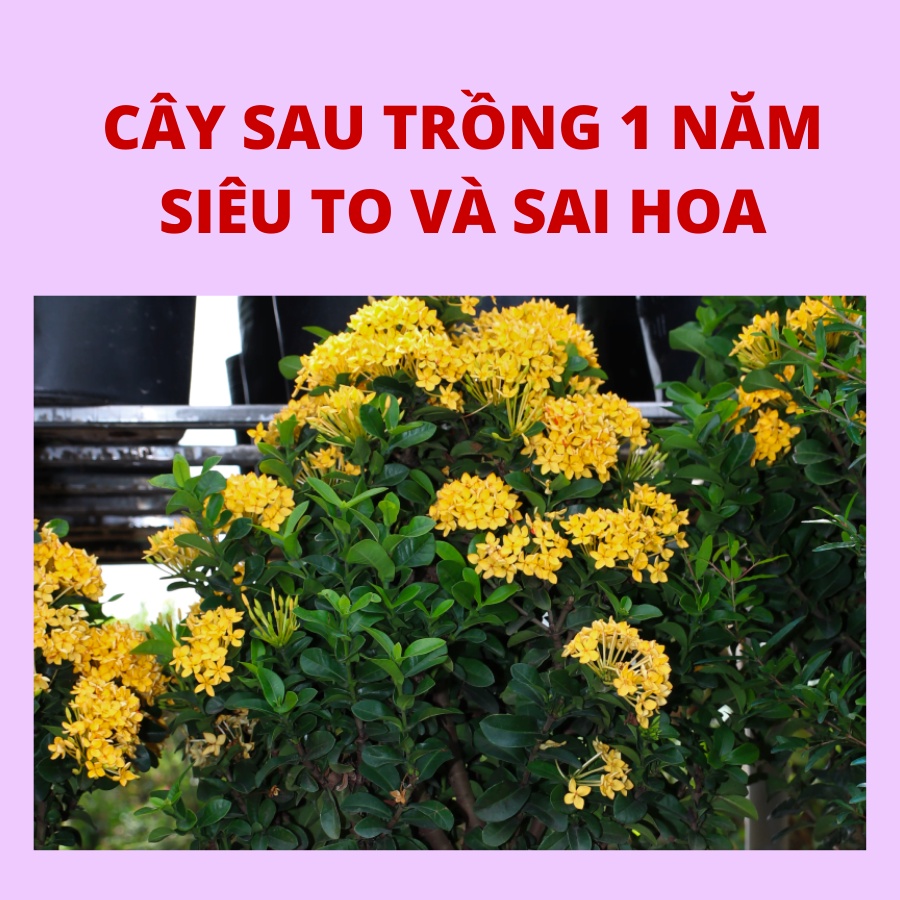 Cây mẫu đơn vàng  cao 50cm đang có nụ, có hoa