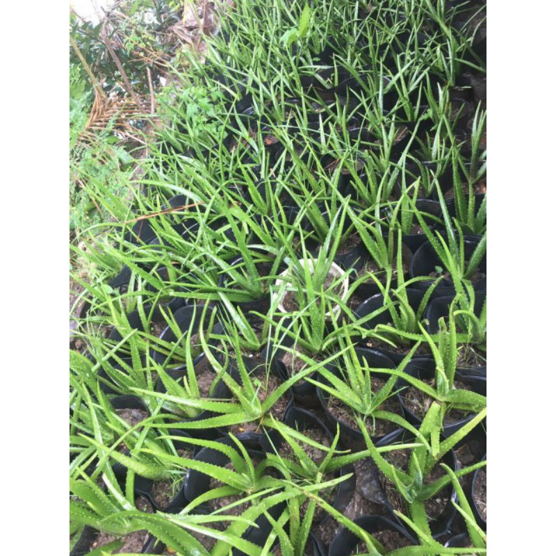 Cây giống nha đam bẹ to  7k