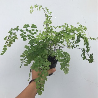 Bụi Cây Tóc Thần Vệ Nữ - Andiantum Capillus Veneris