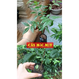 Combo 5 cây mắc mật