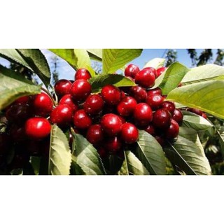 [Xả - Cắt Lỗ ] Cherry Anh Đào ( Cherry Mỹ)