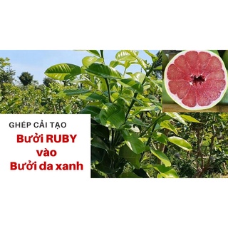 Cây giống bưởi ruby ruột đỏ cây ghép