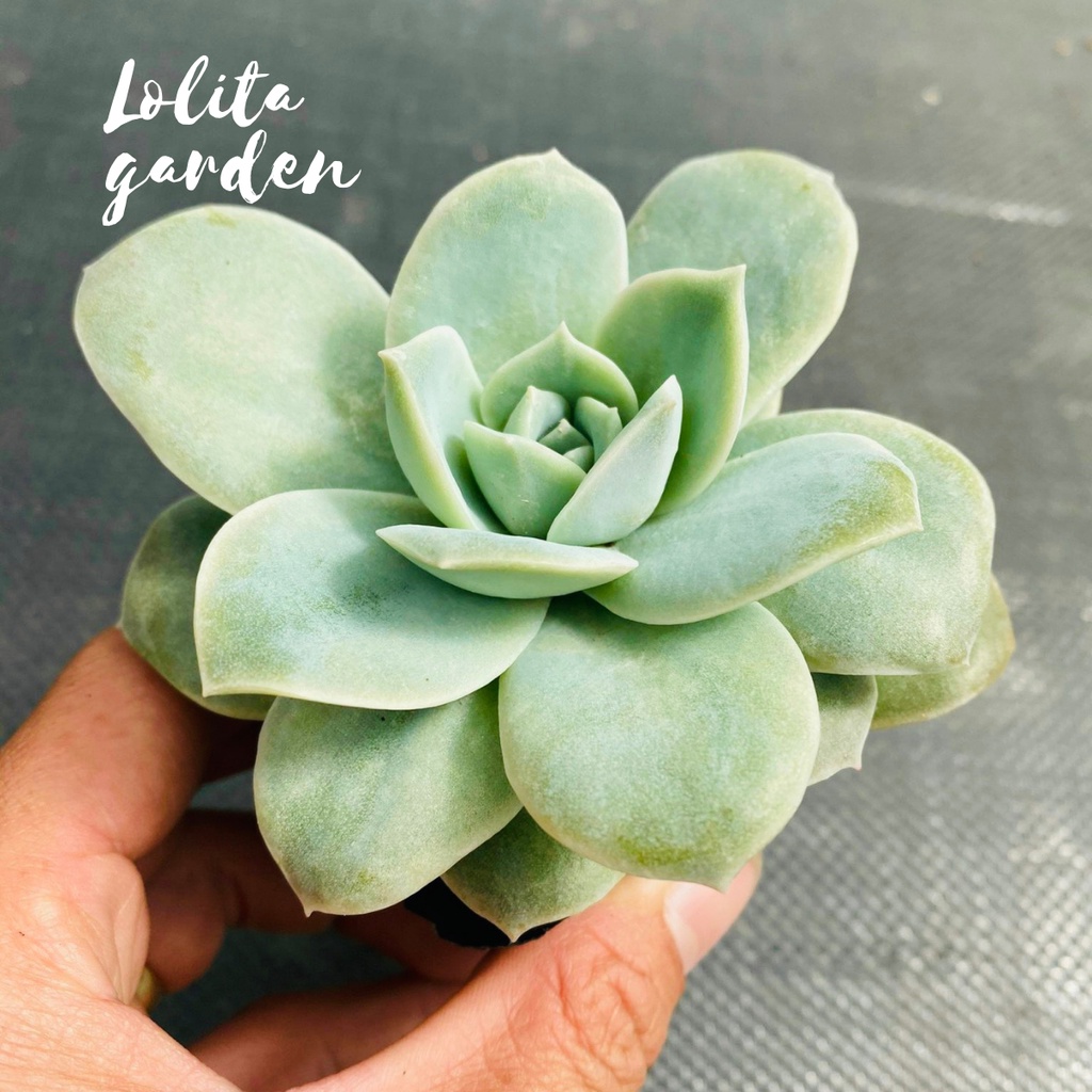 Sen đá hồng hà lan lá lớn Đà Lạt size bé cây cảnh trang trí nhà cửa Lolita garden