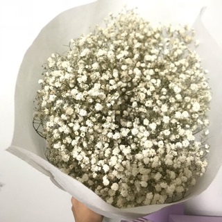 Hoa baby trắng khô
