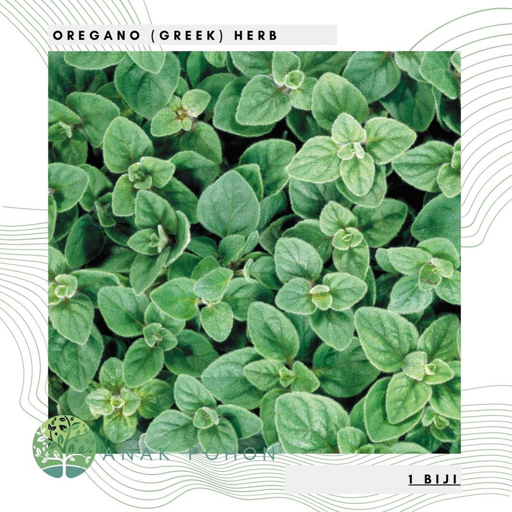 Hạt giống- Hạt giống Oregano thảo mộc Hy Lạp 20h