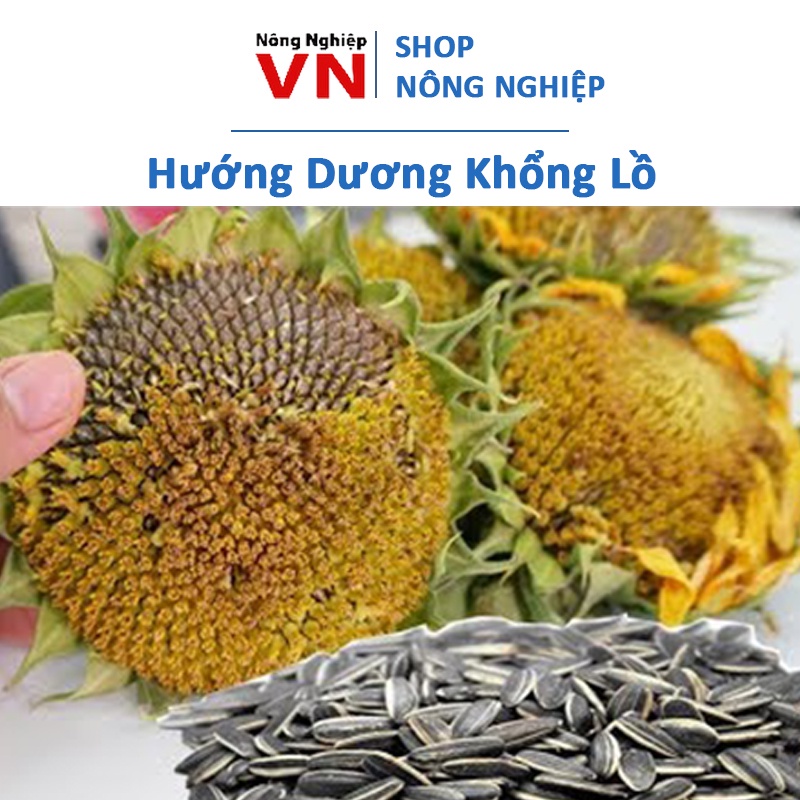 30H - Hạt giống hướng dương khổng lồ lấy hạt