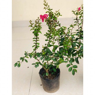 Cây hoa Tường Vi màu đỏ, hồng bầu đất ổn định