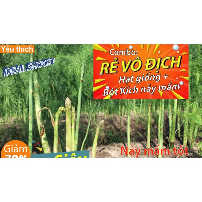 - 5 hạt giống măng tây xanh F1 hạt đen tỷ lệ nảy mầm 95% xuất xứ Mỹ