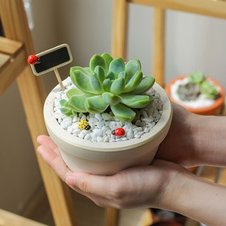 Bọ rùa trang trí cây cảnh