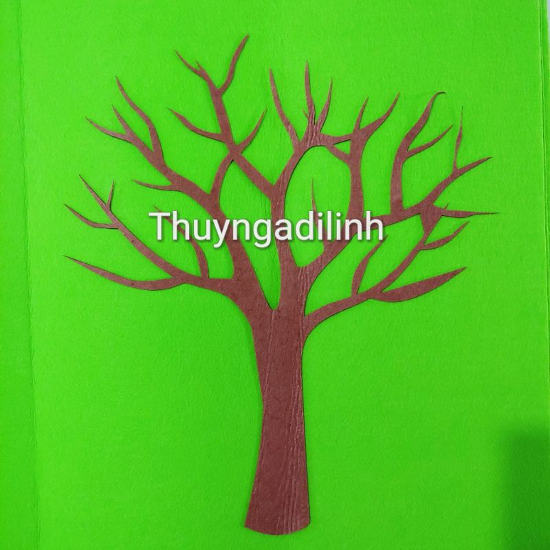 Thân cây vải nỉ cao 40 cm mầm non