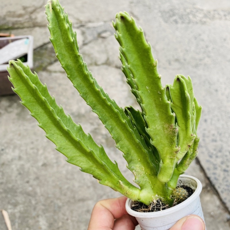 XƯƠNG RỒNG SAO BIỂN MẬP HOA TO RẤT TO