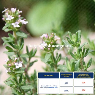 100H - HẠT GIỐNG CỎ XẠ HƯƠNG THYME