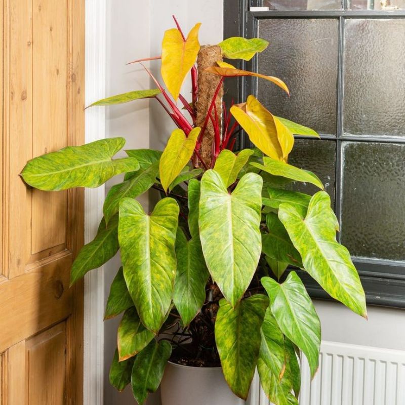 Chậu cứng Philodendron painted lady