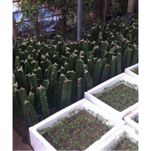 Cây giống thanh long ruột đỏ cao 30-40cm giống chuẩn vỏ đỏ ruột đỏ cho trái sau 9-10 tháng trồng