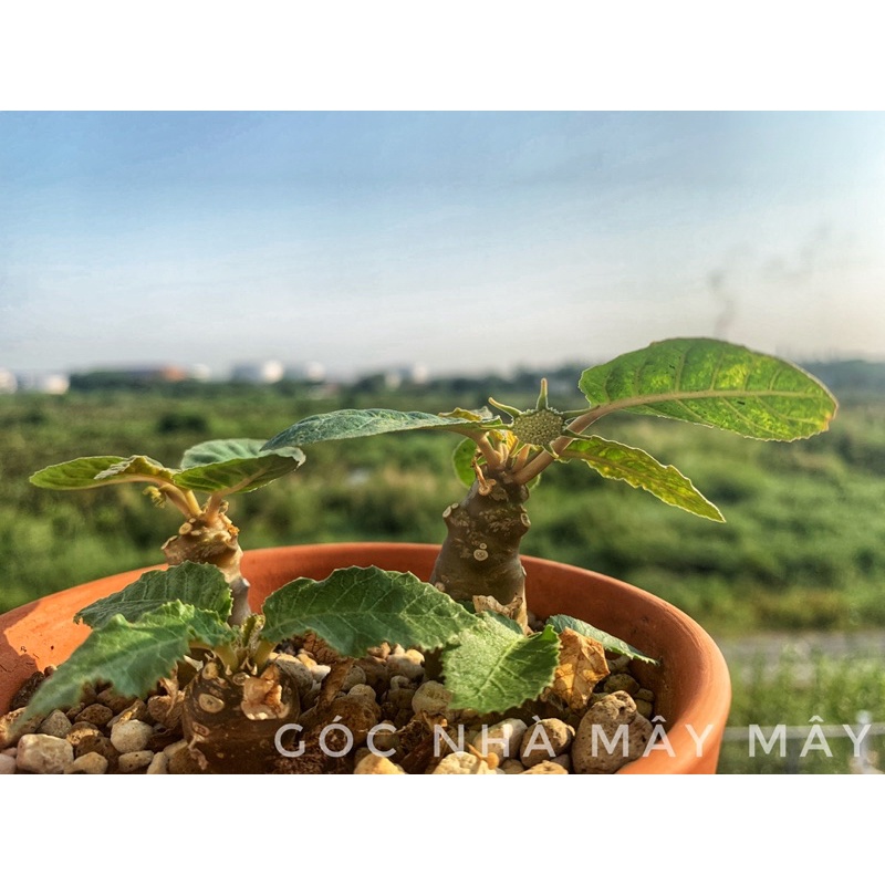 Cây hoa mặt trời