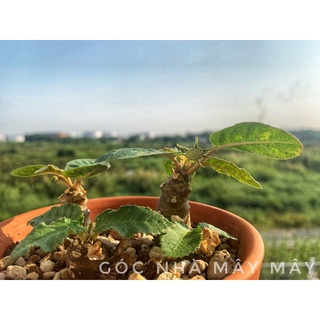 Cây hoa mặt trời