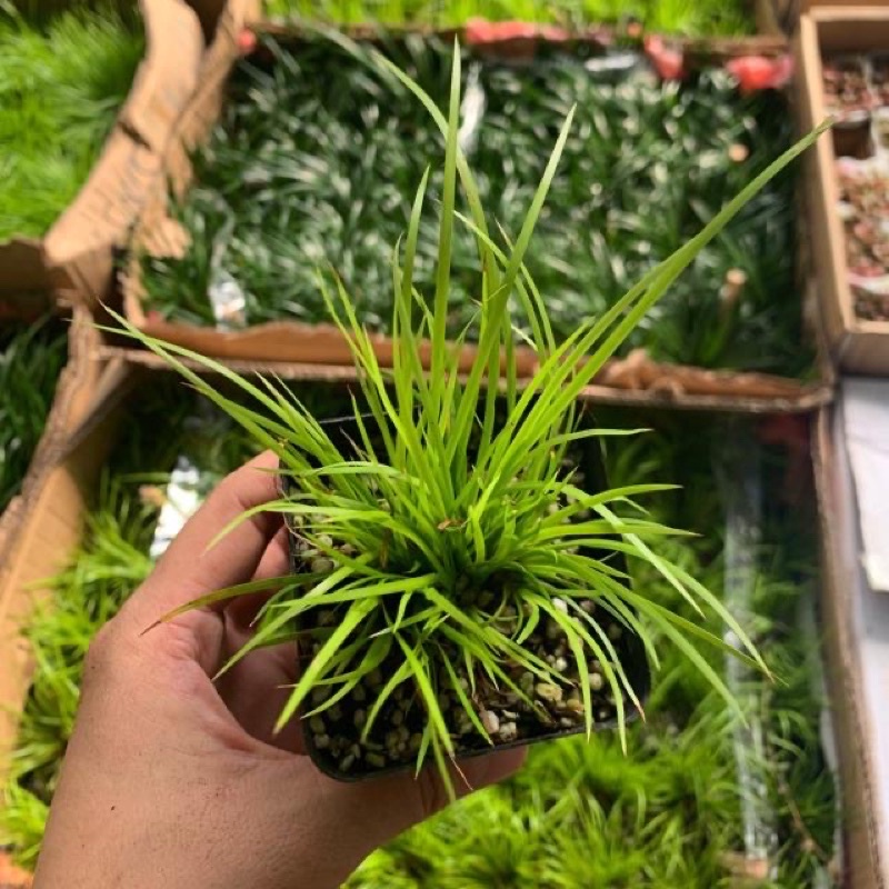 Cỏ Thạch Xương Bồ cỏ thơm