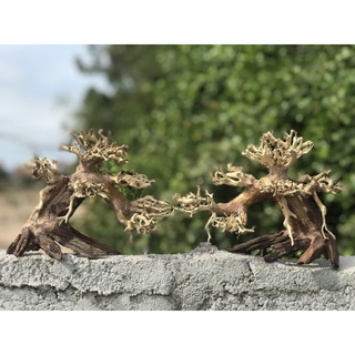 LŨA BONSAI CHO HỒ THỦY SINH SIZE NHỎ [TĐ/01]