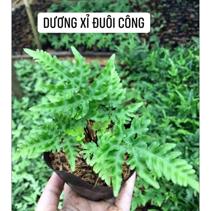 Dương xỉ đuôi công