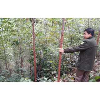 Hạt giống cây bạch đàn đỏ - 50gram - STHG2