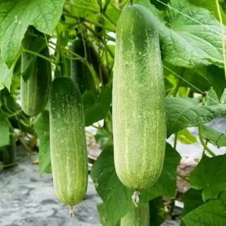 hạt dưa chuột nếp thái quả to
