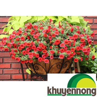 100 Hạt giống hoa triệu chuông