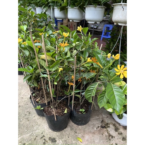 Cây lài hoàng đế
