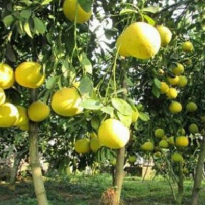 Cây Giống Bưởi Đường Chín Sớm