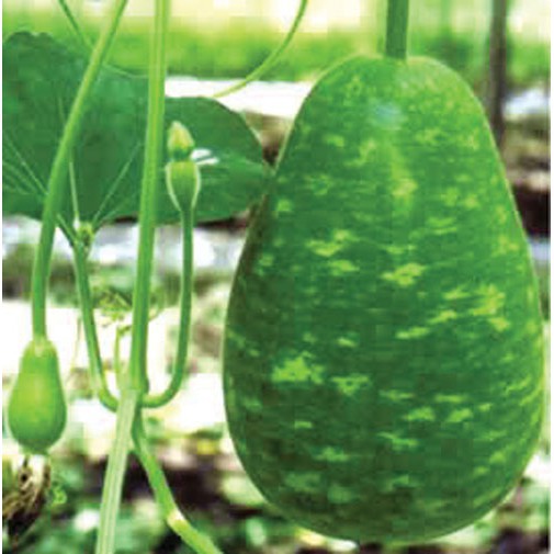 5 Hạt Giống Bầu Tròn