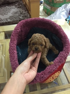 Ổ chó mèo