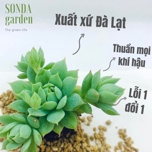 Sen đá dù kim SONDA GARDEN size mini 2.5-4cm, xuất xứ Đà Lạt, khoẻ đẹp, lỗi 1 đổi 1