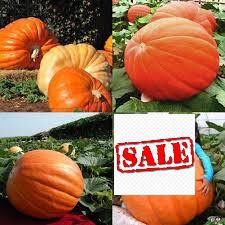 5 hạt giống bí ngô khổng lồ SALE