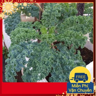 Hạt Giống Rau Cải Xoăn Xanh Kale