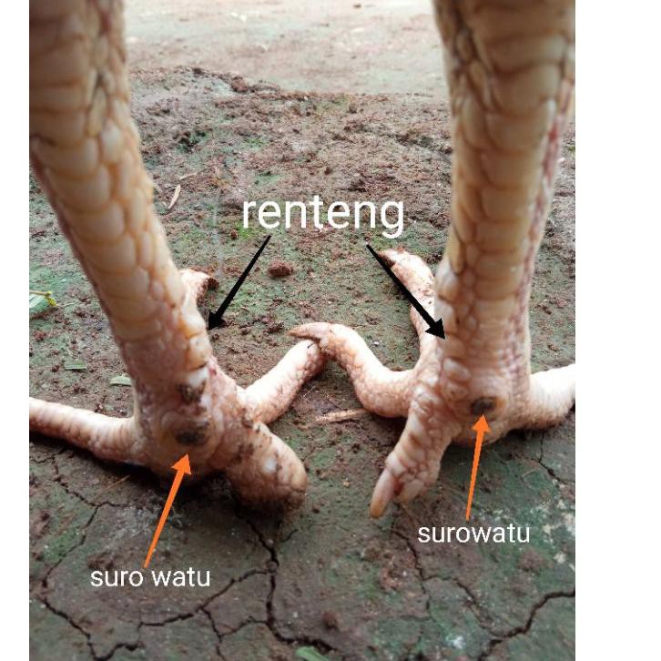 Set 5.5 Trứng Gà / Gà Đẻ Trứng