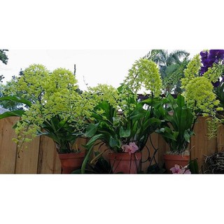 ⚡FLASH SALE⚡ vũ nữ hoàng hậu