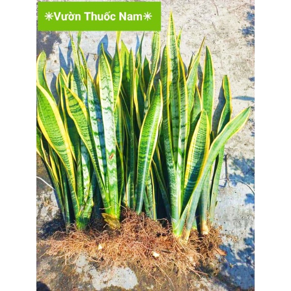 Cây lưỡi hổ viền vàng dễ trồng hợp mệnh thổ mệnh kim
