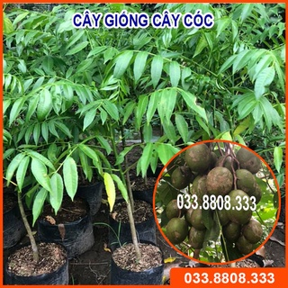 Cây giống cóc thái nhanh ra hoa siêu trái