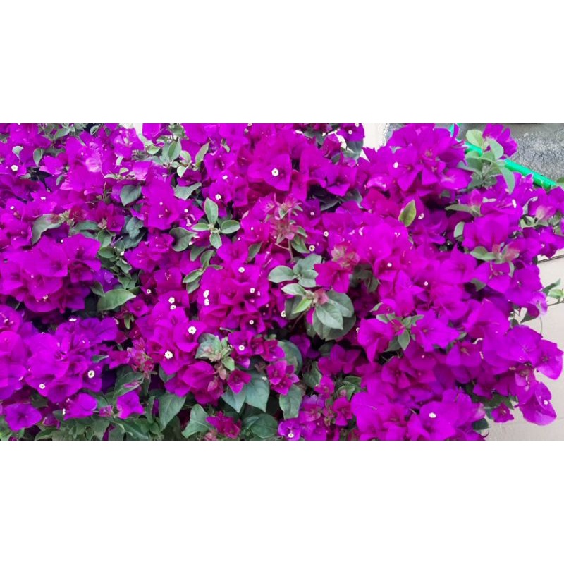 Hoa Giấy Tím đậm. Rẻ và đẹp