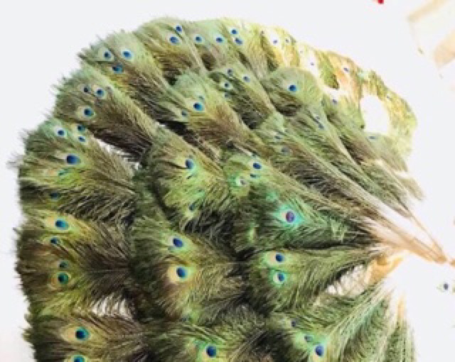 Combo 30 cành lông công 100cm loại mắt vừa | BigBuy360 - bigbuy360.vn