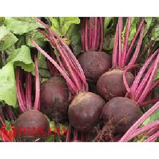 HẠT GIỐNG CỦ DỀN (ĐỎ) 2GRAM