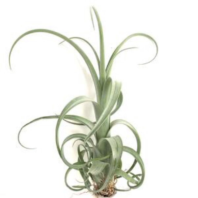 Cây không khí Tillandsia curly slim