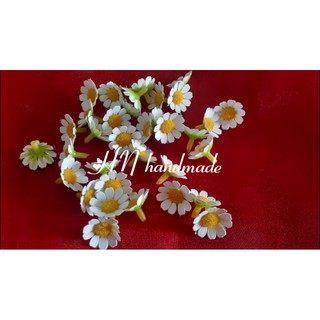 combo 50 đầu cúc tana