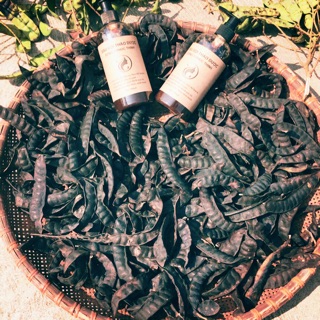 Bồ kết già