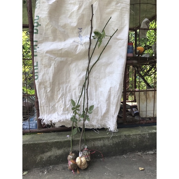 Cành chiết - Hom giống hồng leo tầm xuân CAO - DÀI dùng ghép hoa hồng dáng TREE