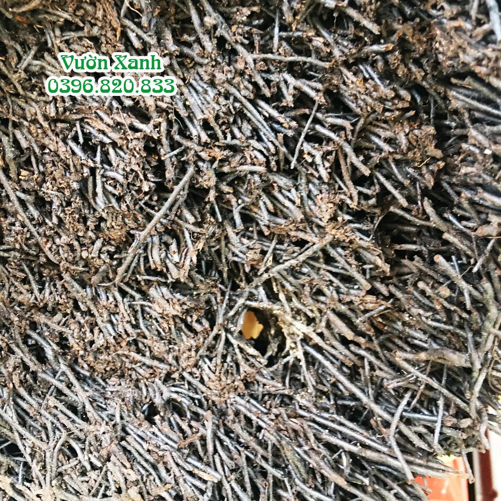 Dớn đĩa tròn ghép lan KT 20x3 cm
