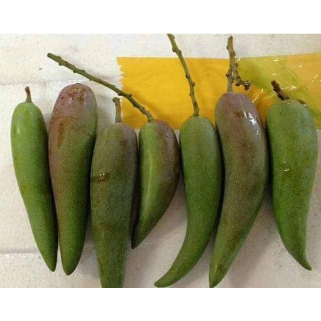 Cây giống xoài ớt tí hon